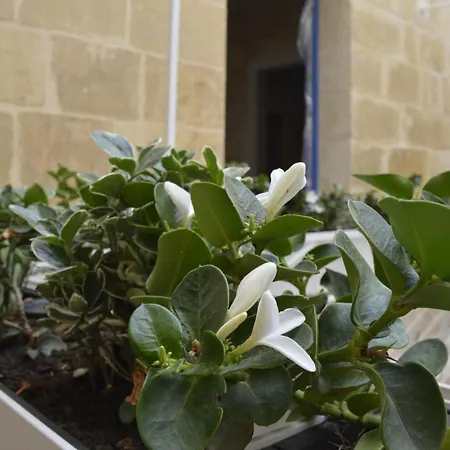 Blue House 9 & Breakfast Vittoriosa
